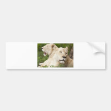 White Lionesses Bumper Stickers