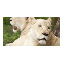White Lionesses Photo Greeting Card