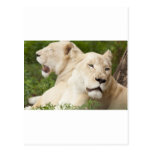 White Lionesses Post Card