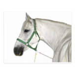 White Lipizzaner Horse Postcard