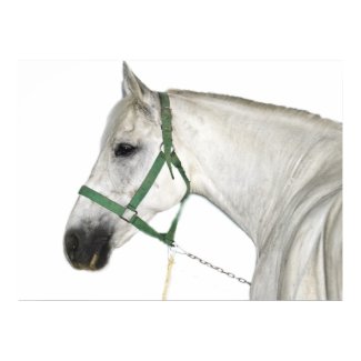 White Lipizzaner Horse Print