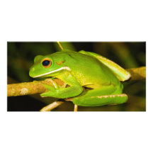 White Lipped Tree Frog Litoria Infrafrenata Photo Card
