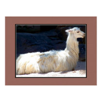 White Llama posters