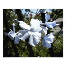 White Lobelia Photo Art