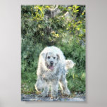 White long-haired Dog Watercolour Art Poster
