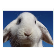 White Lop Rabbit Postcard