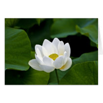 White Lotus cards