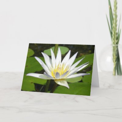Cover design features photograph of white lotus flower