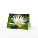 White Lotus Flower Card