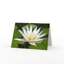 White Lotus Flower Card