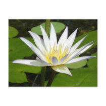 White Lotus Flower Postcard