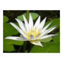 White Lotus Flower Poster posters by thehealinghand White Lotus Flower Poster posters