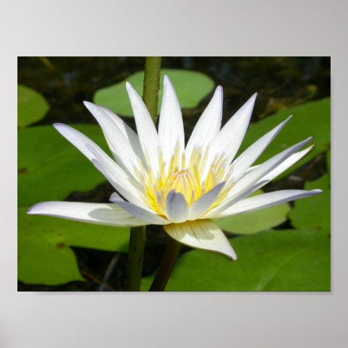 White Lotus Flower Poster print