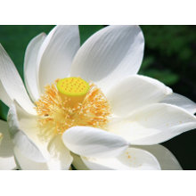 White Lotus postcard