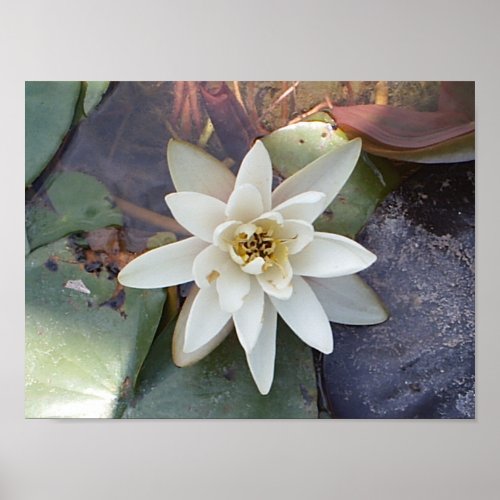 WHITE LOTUS print