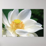 White Lotus Posters