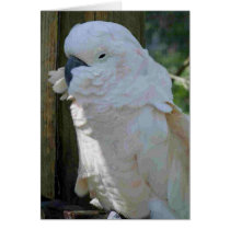White Macaw cards by VermontCardCompany White Macaw cards