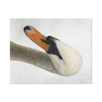 White Macro Swan Canvas Print
