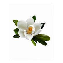 white magnolia bloom post cards