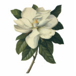 vintage, flowers, magnolias, floral, antique,