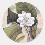 White Magnolia Blossom Vintage Botanical Stickers