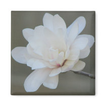 White Magnolia Centennial Bloom magnets