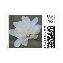 White Magnolia Centennial  Bloom Stamps