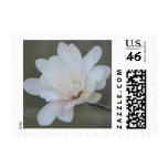 White Magnolia Centennial  Bloom Stamps