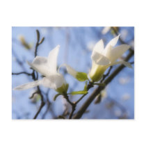 White Magnolia (postcard)