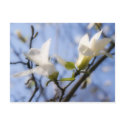 White Magnolia (postcard) by SabineSt White Magnolia (postcard)