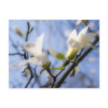 white, magnolia, magnolie, bloom, tree, spring,