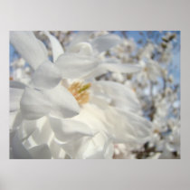 White Magnolia Tree Flowers art prints gifts