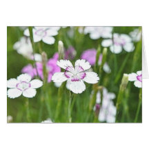 White Maiden Pinks Cards