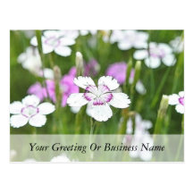 White Maiden Pinks Post Cards