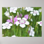 White Maiden Pinks Posters