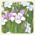 White Maiden Pinks stickers