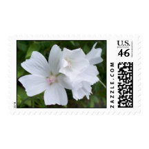 White Mallow Postage