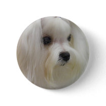 White Maltese buttons