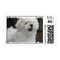 White Maltese Dog Postage Stamp