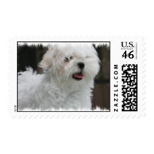 White Maltese Dog Postage Stamp