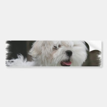 White Maltese Puppy Bumper Sticker