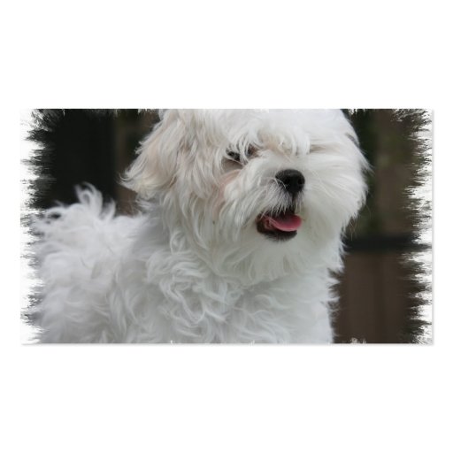 White Maltese Puppy Dog Business Card (back side)