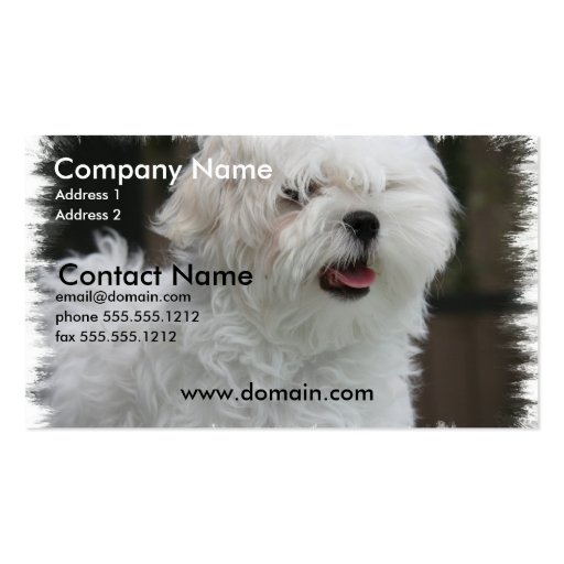 White Maltese Puppy Dog Business Card (front side)
