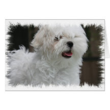 White Maltese Puppy Greeting Card