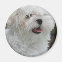 White Maltese Puppy Round Magnet