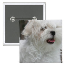 White Maltese Puppy Square Pin