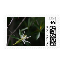 White Mangrove Flower postage