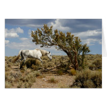 White Mare cards