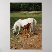 White Mare with Chestnut Foal Print