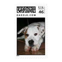 White Mastiff/Bulldog Mixed Breed Postage Stamps